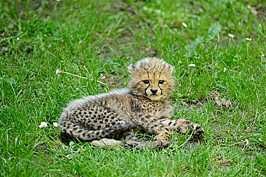 幼兽,印度豹,猎豹,躺着,草地