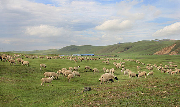 中国内蒙古呼伦贝尔大草原与羊群景观