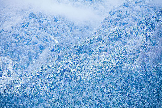 西岭雪山大雪的美丽风景