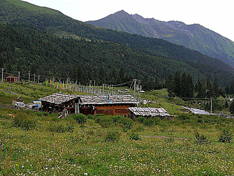 四川西部,道浮,律科草原,雪山,佛塔,草原,牦牛,花海,马匹,彩虹