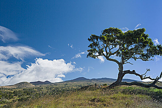 树,刺槐,马那岛,道路,靠近,风景,山麓,莫纳克亚,积云,透镜状,云,夏威夷,美国