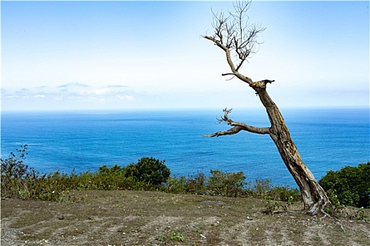 枯木,巴厘岛,蝠鲼,地点,岛屿