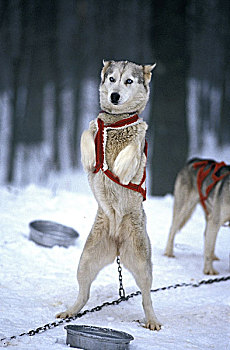 西伯利亚,哈士奇犬,成年,后腿站立,雪橇狗,等待