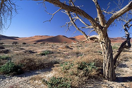 长颈鹿,刺,刺槐,正面,索苏维来地区,沙丘,纳米比诺克陆夫国家公园,纳米比亚,非洲