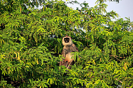 灰色,叶猴,成年,雄性,树,国家公园,斯里兰卡,亚洲