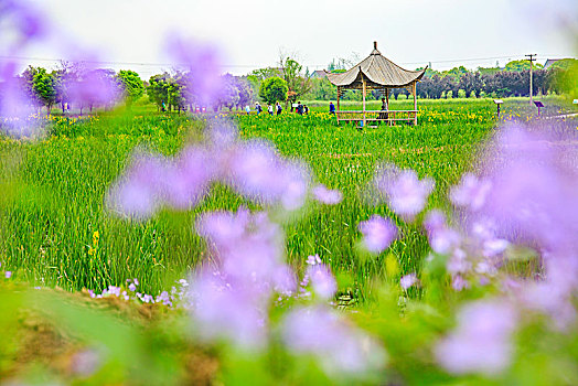 油菜花,田园