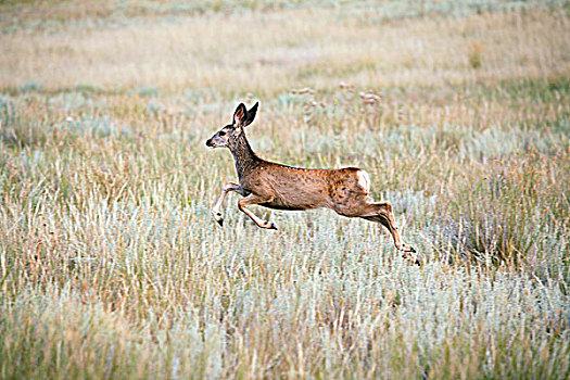 长耳鹿,鹿,跑,跳跃,混合,草,草原,南方,艾伯塔省,加拿大