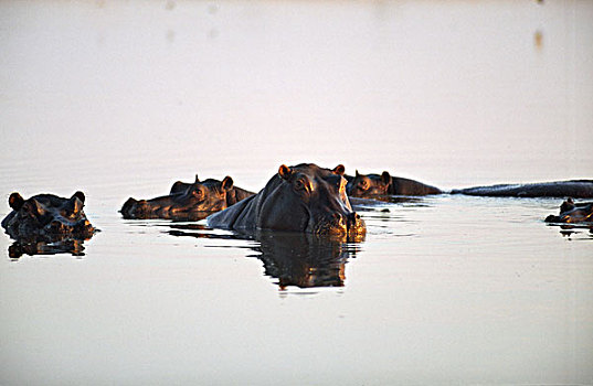 五个,河马,游泳,水中,万基国家公园,津巴布韦