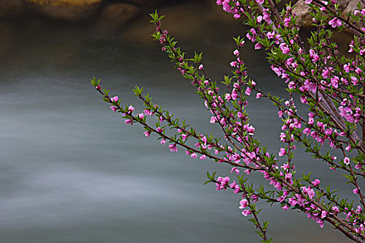 春天,粉色,花,灌木,不丹