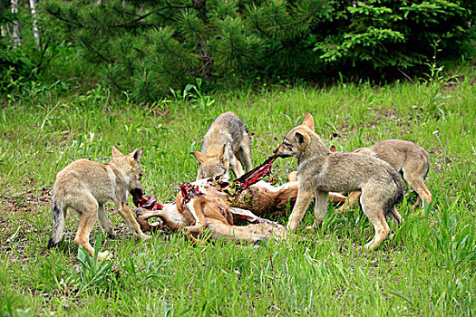 木料,狼,四个,幼兽,鹿,杀,明尼苏达,美国