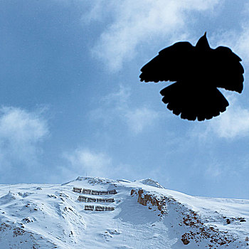 黑色,鸟,滑雪,雪崩,屏障