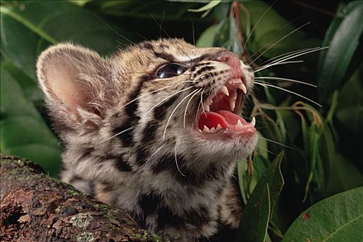 小猫,叫声,亚马逊河,生态系统,巴西