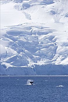 南极,南极半岛,展示,驼背鲸,大翅鲸属,鲸鱼,尾部,拍击,沟通,上方,短小,远处,磷虾