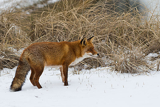 红狐,狐属,站立,雪地,北荷兰,荷兰
