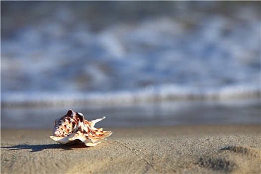 海螺壳,海滩,海洋,背景