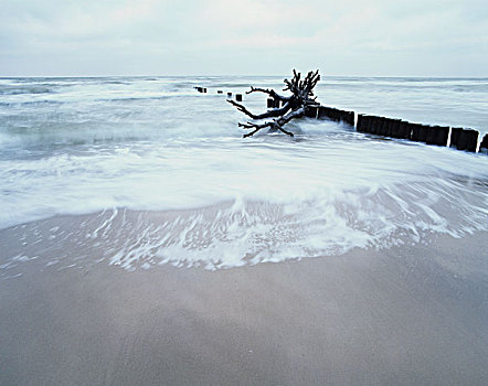 西部,海滩,半岛,波美拉尼亚,泻湖,区域,国家公园,梅克伦堡前波莫瑞州,波罗的海,德国,欧洲