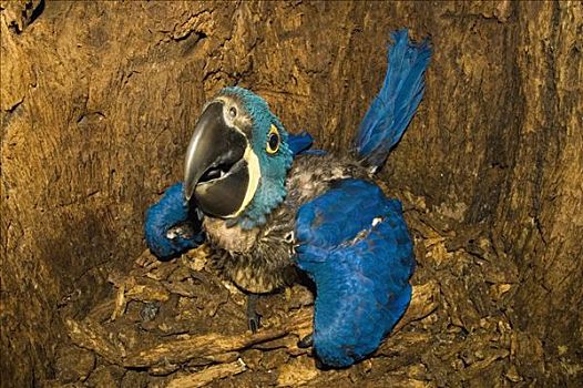 紫蓝金刚鹦鹉,诞生,鸟窝,巴拿马,树,洞,潘塔纳尔,巴西