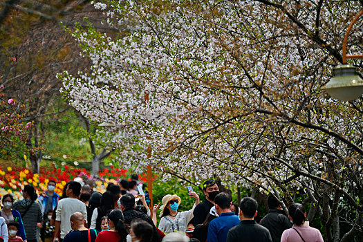 樱花湖,樱花树下,樱花,湖南省植物园