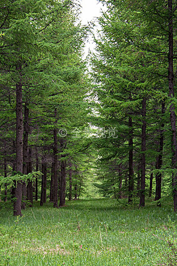 茂密的松树林图片
