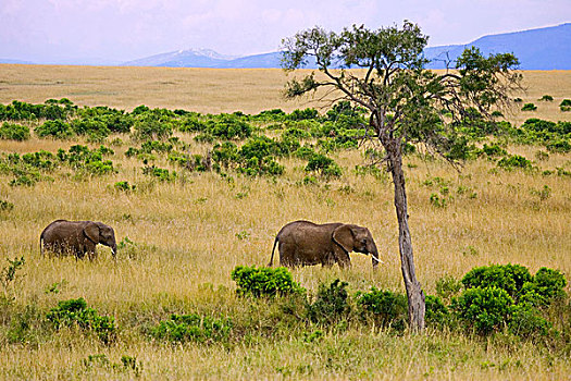 非洲象,放牧,地点,马赛马拉,肯尼亚
