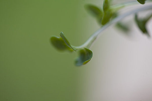 豆瓣菜,叶子