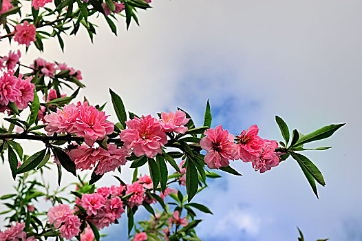 春天里灿烂的桃花