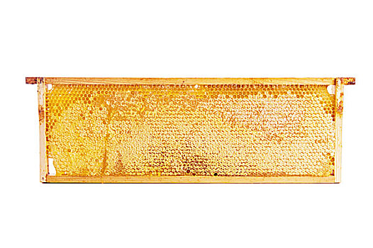框架,蜂窝,满,蜂蜜,隔绝,白色背景