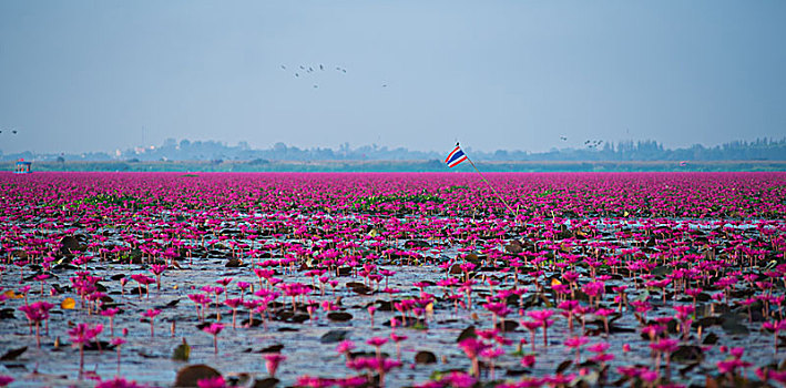 泰国红莲花海