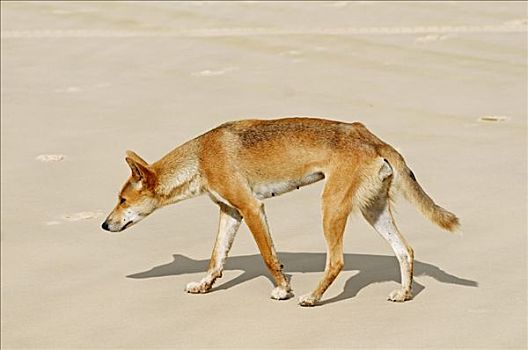 澳洲野狗,海滩,弗雷泽岛,昆士兰,澳大利亚