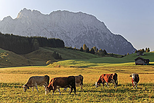 德国,巴伐利亚,上巴伐利亚,陆地,区域,山,母牛
