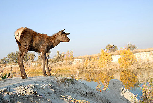 新疆精河县甘家湖梭梭林国家级自然保护区内景观