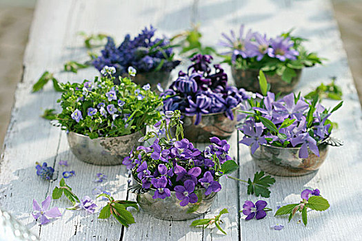 银,碗,多样,蓝色,紫花