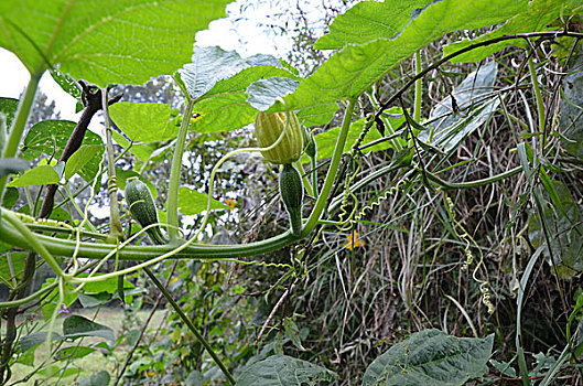 南瓜,藤蔓,叶,植物,瓜果类,食物,蔬菜