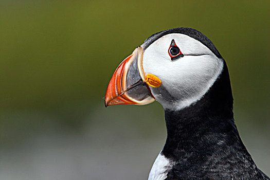 大西洋角嘴海雀,角嘴海雀,北极,法恩群岛,英国