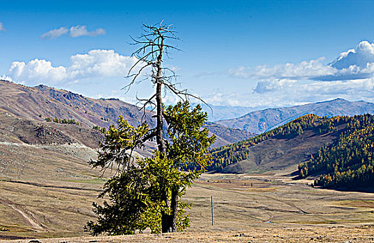 新疆阿勒泰喀纳斯山坡上的松树