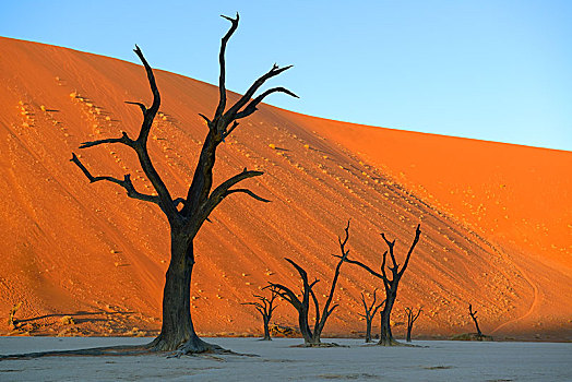 骆驼,刺,树,刺槐,夜光,死亡谷,索苏维来地区,纳米比诺克陆夫国家公园,纳米布沙漠,纳米比亚,非洲