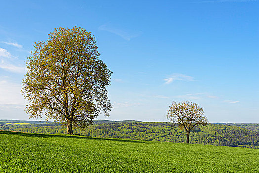 风景,胡桃树,春天,德国