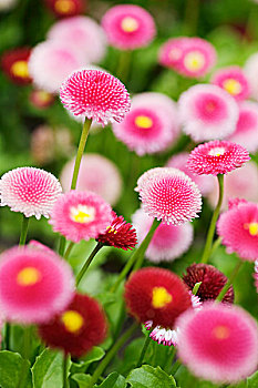 粉色,红色,雏菊,花园
