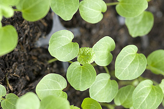 英格兰,北约克郡,蜀葵,幼苗,蜀葵属,锦葵科,锦葵属植物