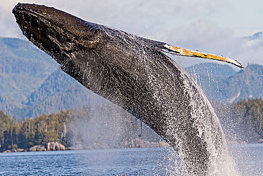 驼背鲸,大翅鲸属,鲸跃,正面,不列颠哥伦比亚省,海岸山脉,海峡,温哥华岛,加拿大