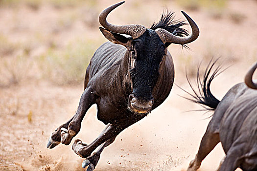 蓝角马,角马,追逐,对手,卡拉哈迪大羚羊国家公园,南非,次序