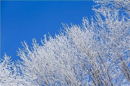 白色,冬日奇景,蓝天,右边,树,排
