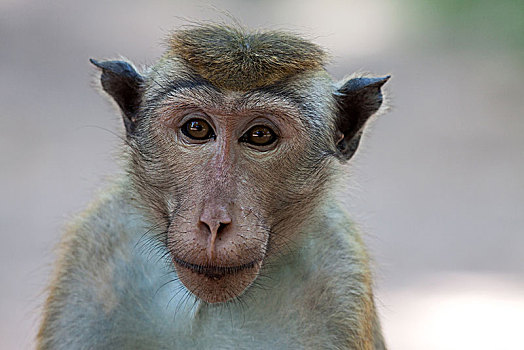 无边帽,短尾猿,弥猴属,头像,斯里兰卡,亚洲