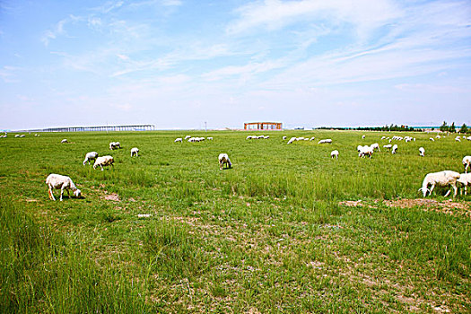 草原上生活的羊群