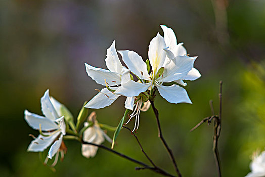 紫荆花