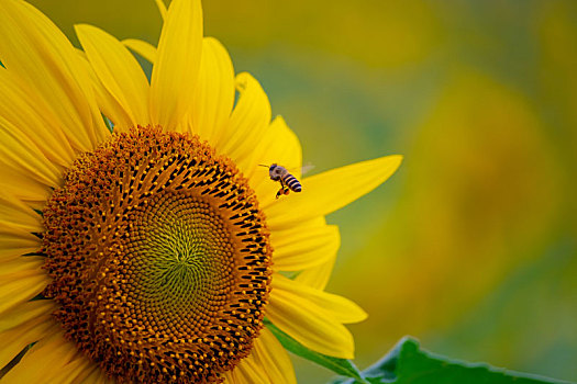 农村花田蜜蜂在向日葵采蜜特写