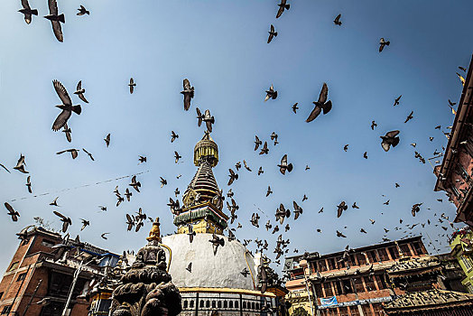 佛塔,鸽子,加德满都,喜马拉雅山,区域,尼泊尔,亚洲