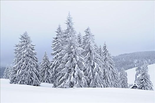 积雪,冷杉,南方,黑森林,巴登符腾堡,德国,欧洲