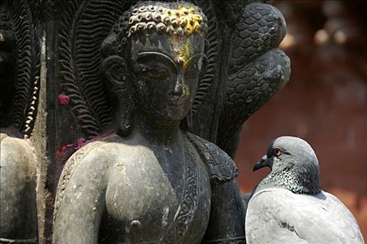 鸽子,脸,佛像,庙宇,加德满都,尼泊尔