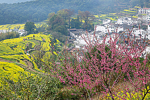 婺源江岭春色